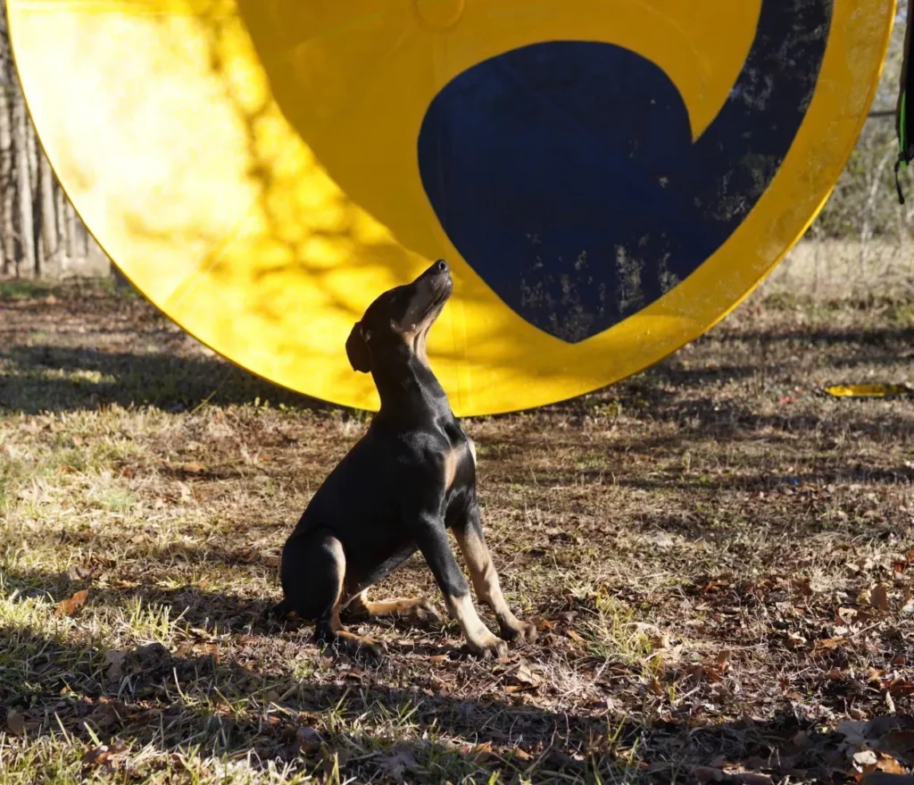 A black-and-tan dog sits on dry grass beneath a large yellow-and-navy circular structure, gazing upward with its head tilted.