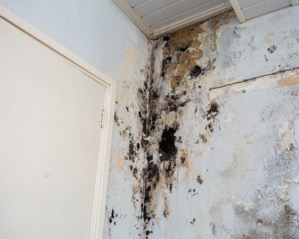 Extensive black and brown staining and peeling paint spread across a pale blue interior wall beside white trim and a ceiling.