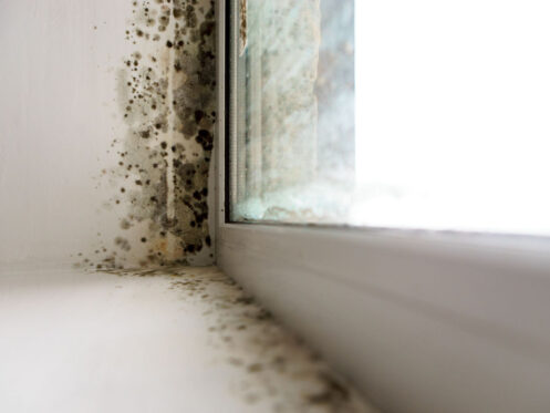 Large quantities of mold spots growing on the borders of a window.