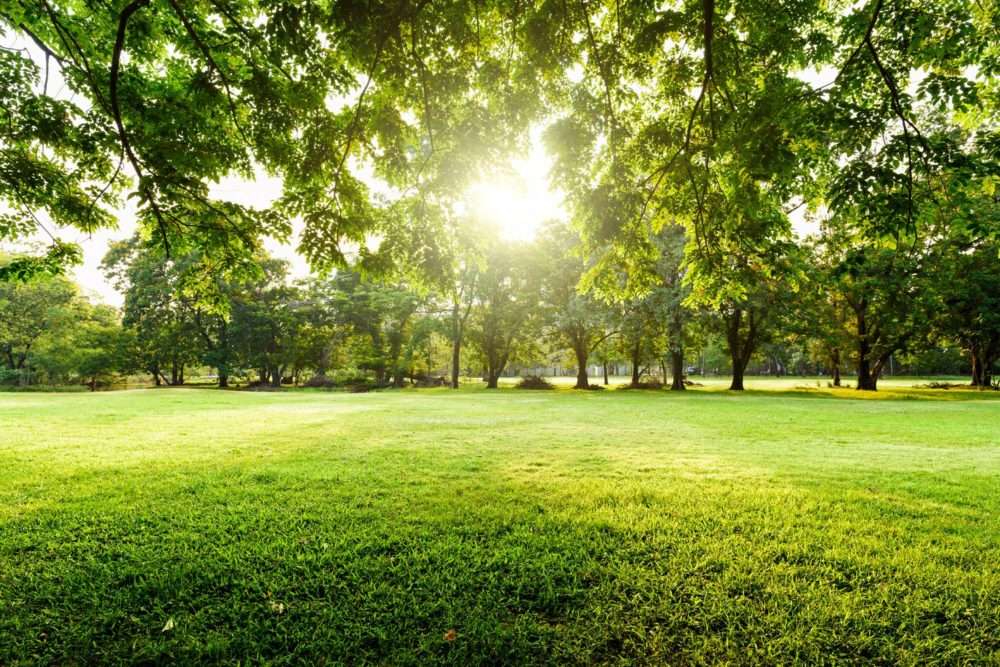 Scenic green park with trees and sunlight streaming through