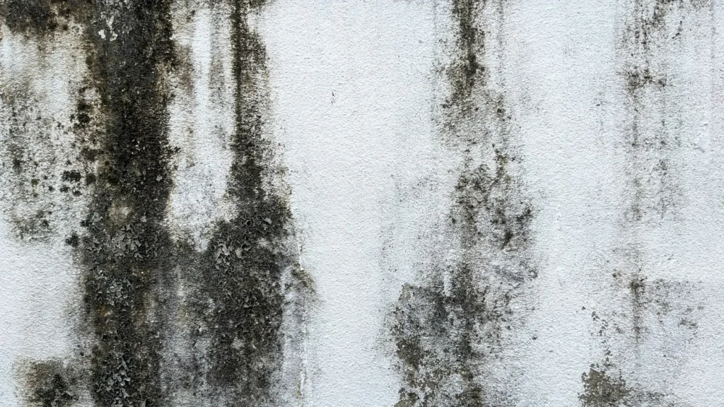 Black mold stains on a white wall surface