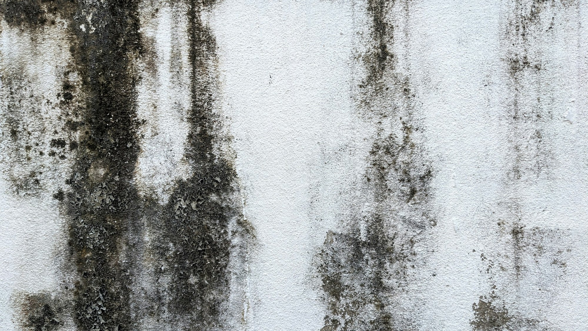 Black mold stains on a white wall surface