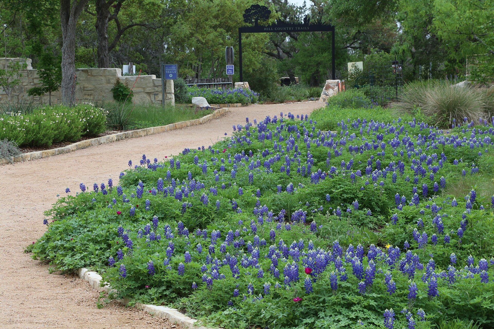 Bluebonnets lining a garden path at the Lady Bird Johnson Wildflower Center in southwest Austin, Texas