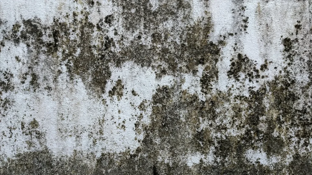 Dark mold growth spreading across a white painted wall