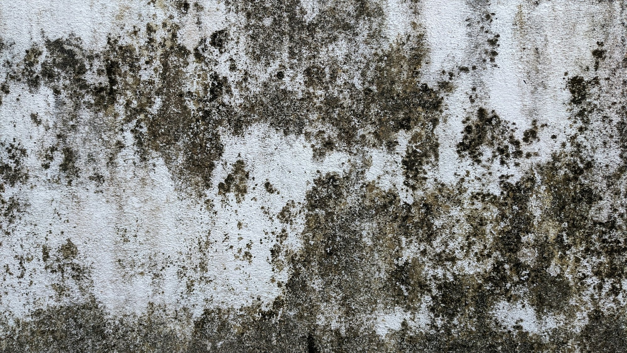 Dark mold growth spreading across a white painted wall