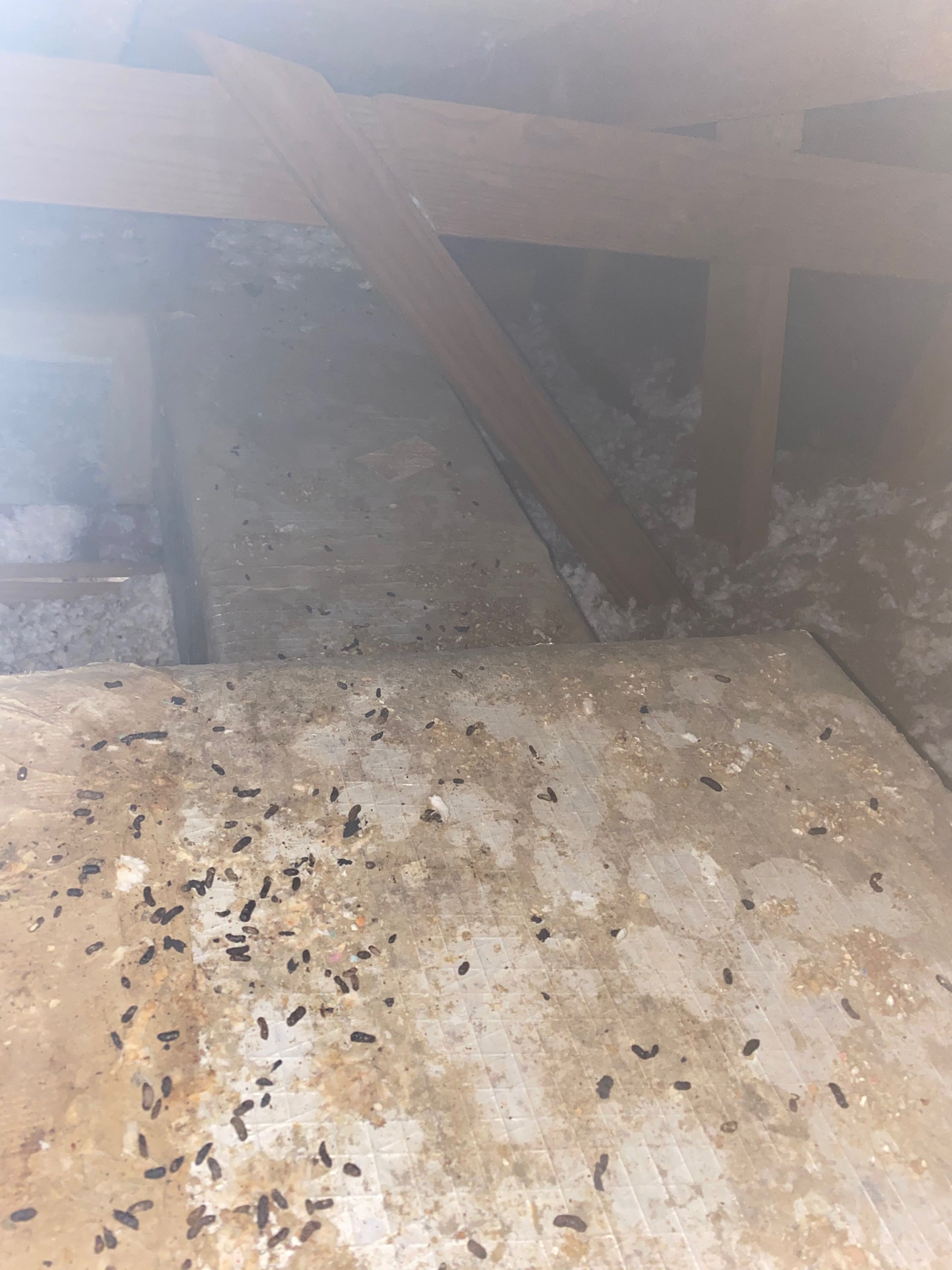 Rodent droppings on top of a foil-faced ductboard duct in an attic