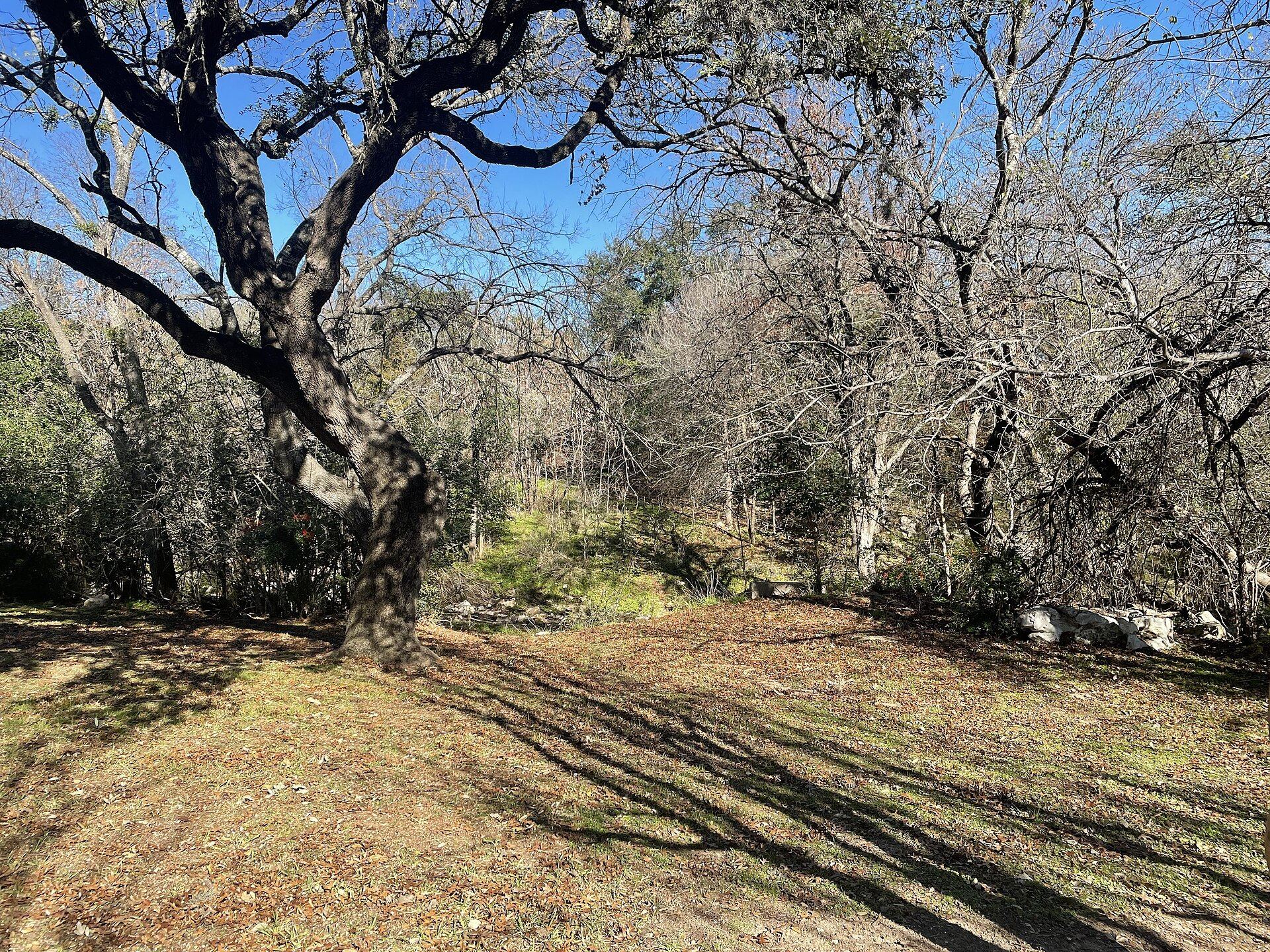 Live oak and open woodland along Slaughter Creek in Shady Hollow, Austin, Texas