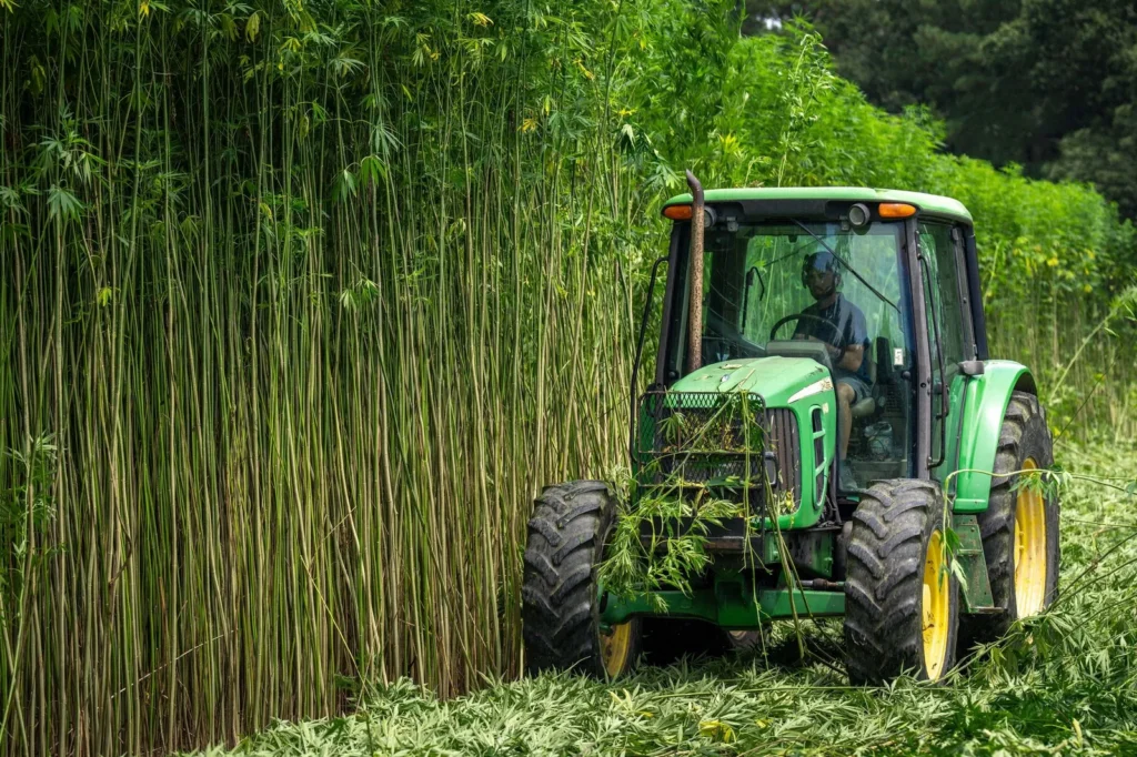 Tractor harvesting a tall field of industrial hemp